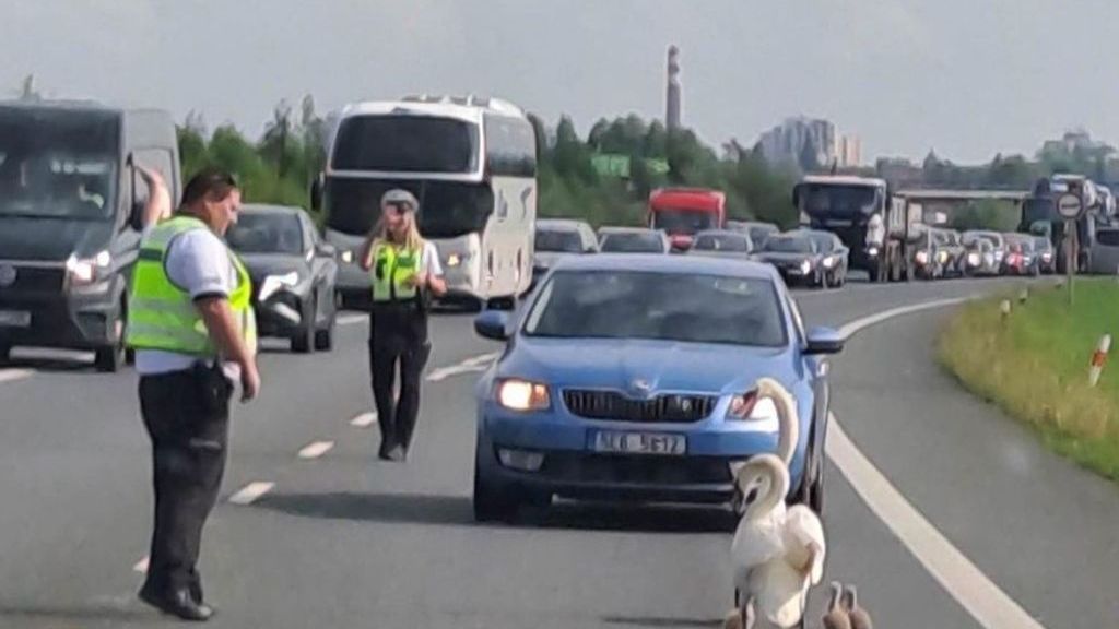 Namlsané labutě způsobily kolony u Pardubic. Už je nekrmte, vyzvali strážníci obyvatele